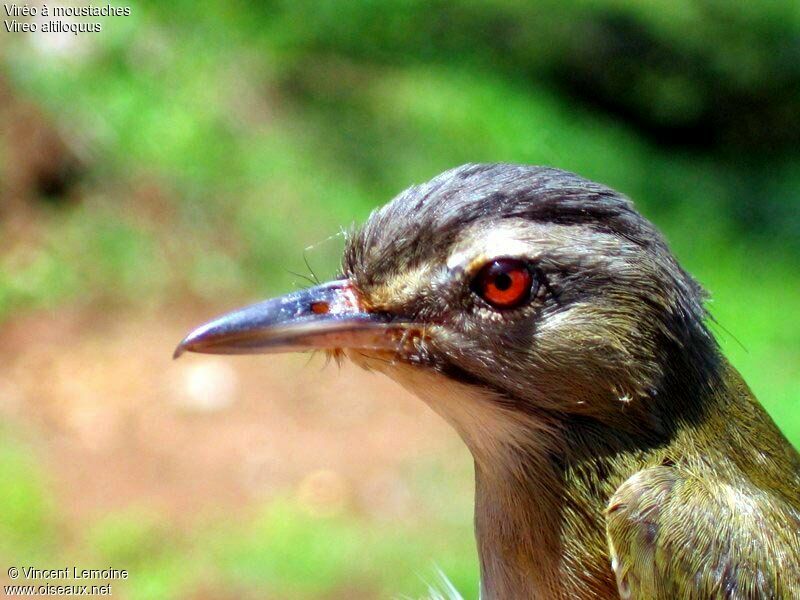 Viréo à moustaches