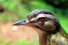 Black-whiskered Vireo