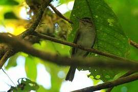 Black-whiskered Vireo