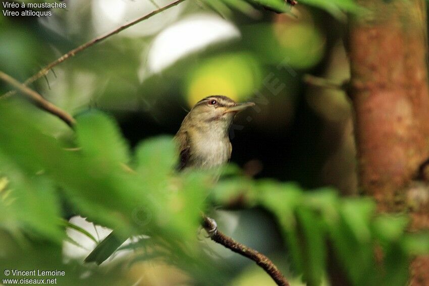 Black-whiskered Vireo