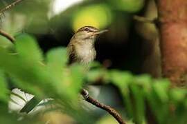 Black-whiskered Vireo