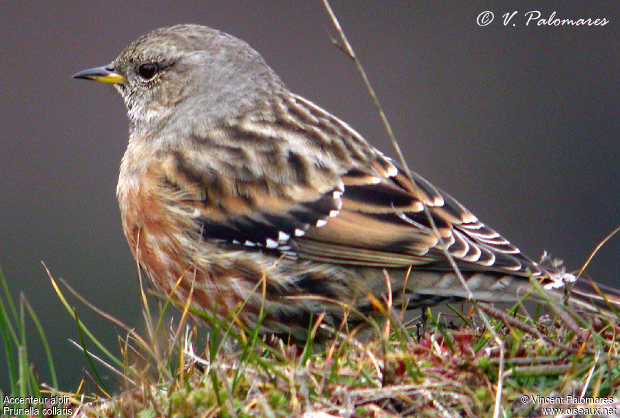 Alpine Accentor