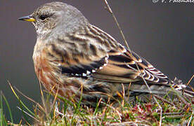 Alpine Accentor