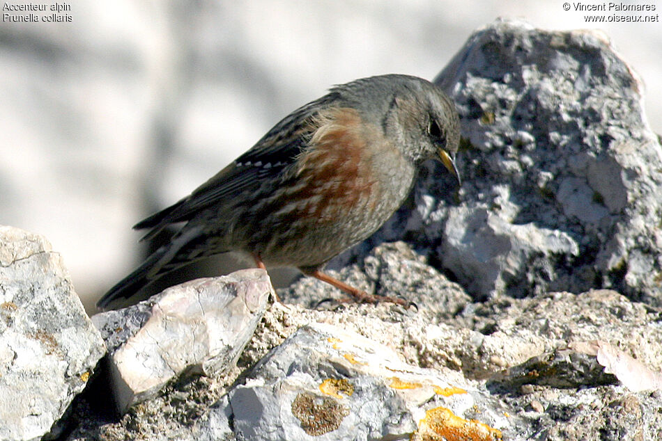 Accenteur alpin