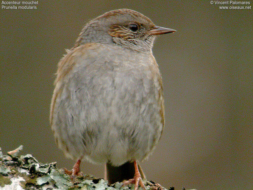 Dunnock