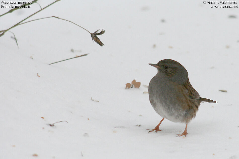 Dunnock