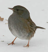 Dunnock