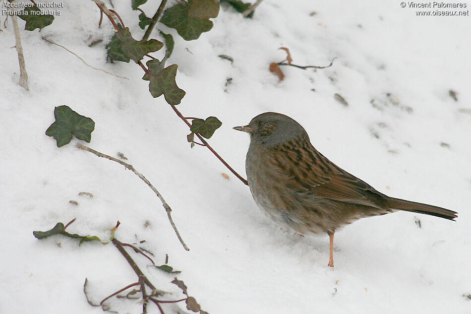 Dunnock