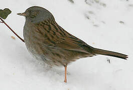 Dunnock