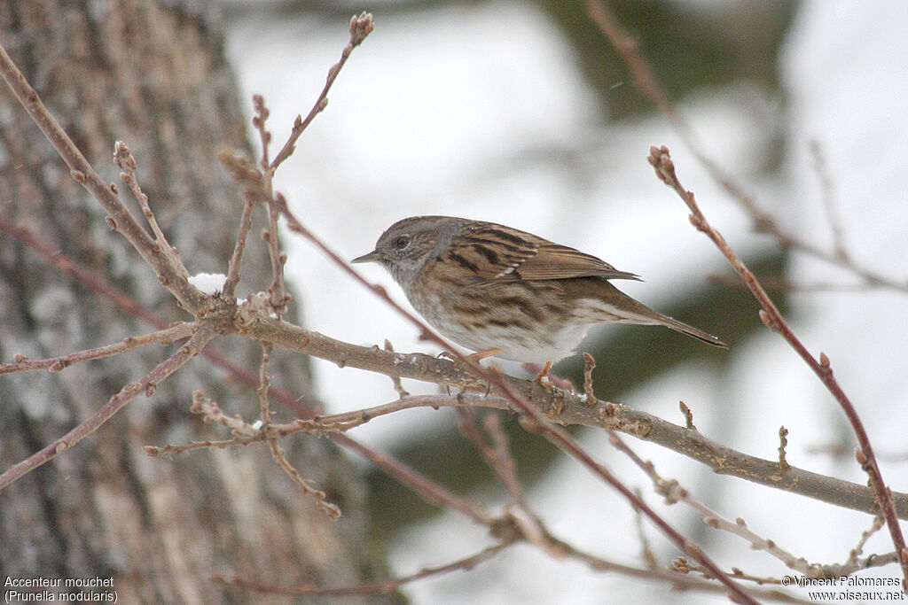 Dunnock