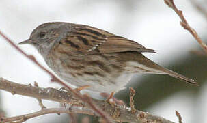 Dunnock