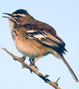 White-browed Scrub Robin