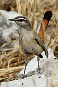 Kalahari Scrub Robin