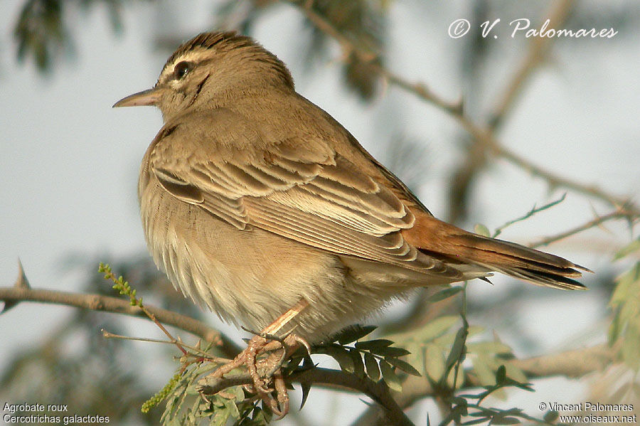 Rufous-tailed Scrub Robin