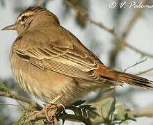 Rufous-tailed Scrub Robin