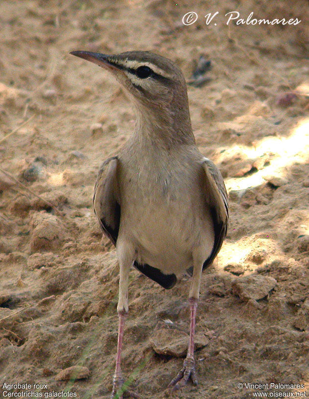 Rufous-tailed Scrub Robin