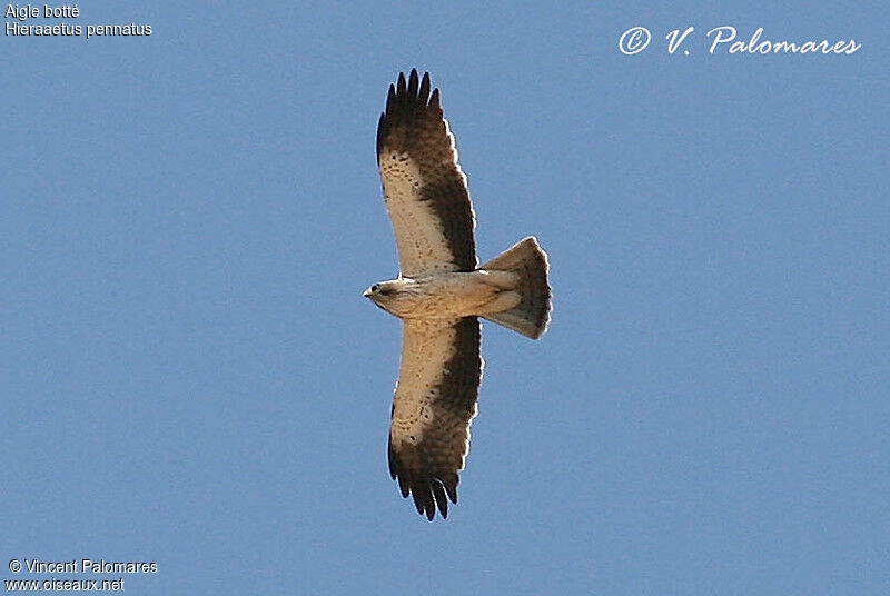 Aigle botté