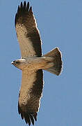 Booted Eagle