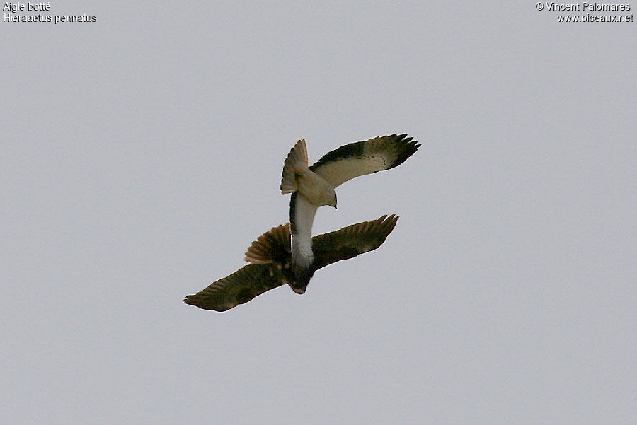 Aigle botté