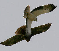 Booted Eagle