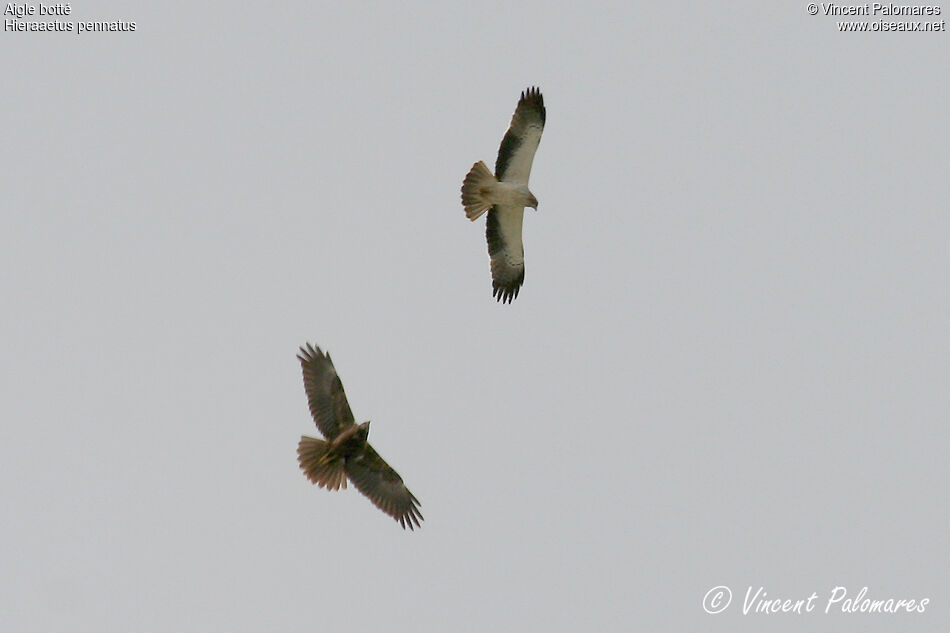 Booted Eagle