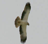 Booted Eagle