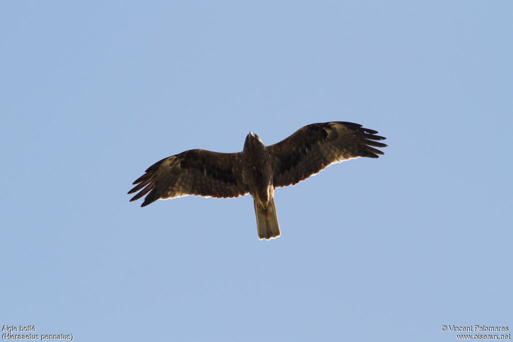 Booted Eagle