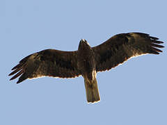 Booted Eagle