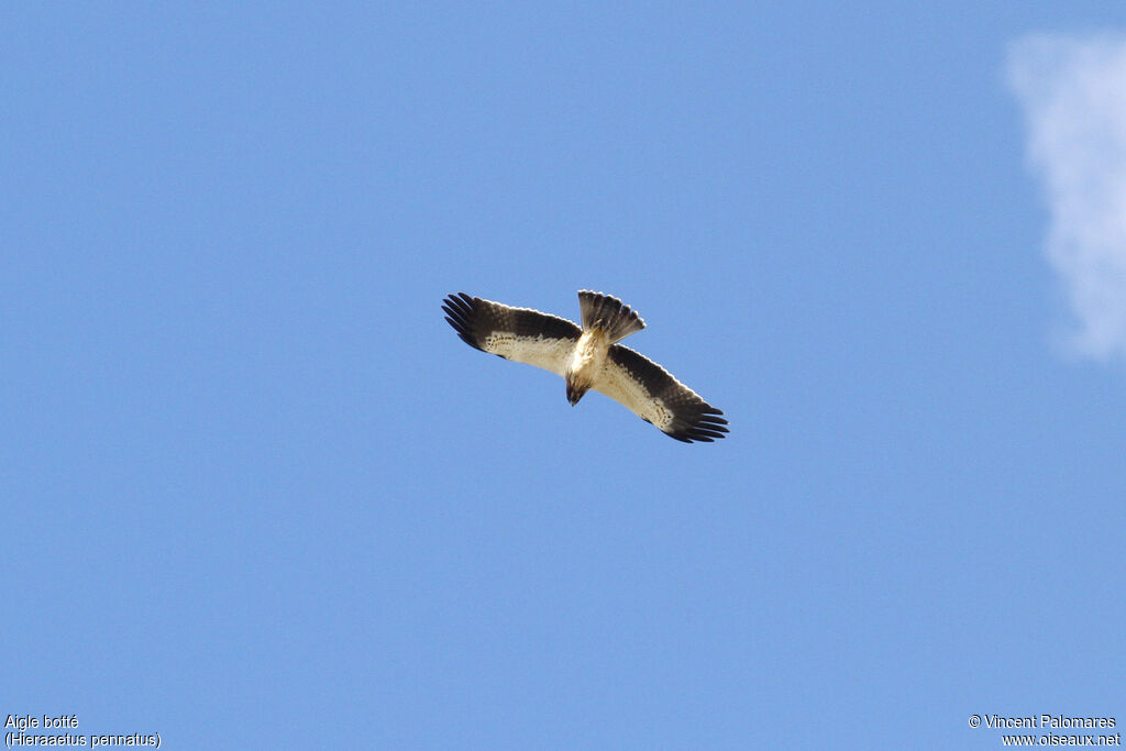 Aigle botté