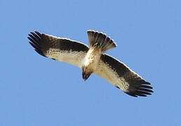 Booted Eagle