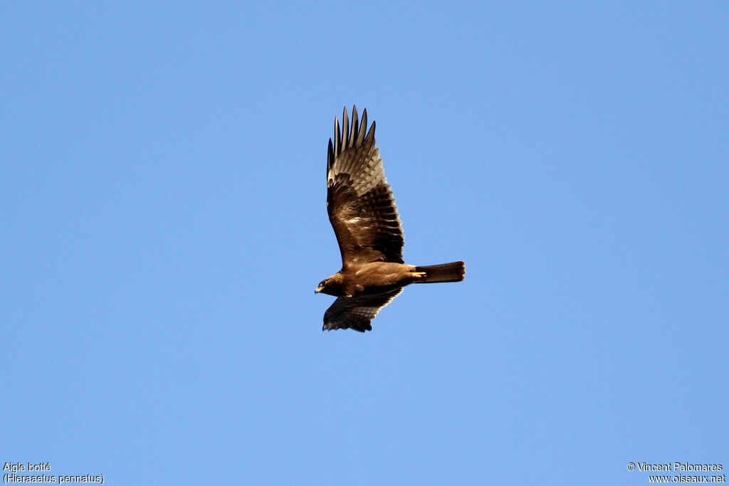 Booted Eagle