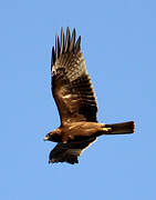 Booted Eagle