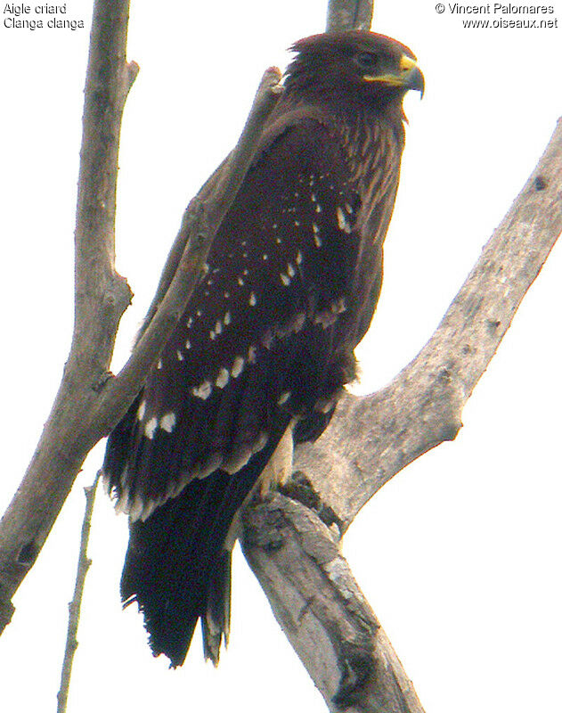 Greater Spotted EagleSecond year