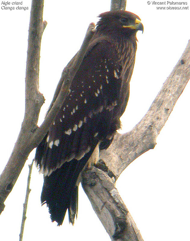 Aigle criard2ème année