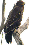 Greater Spotted Eagle