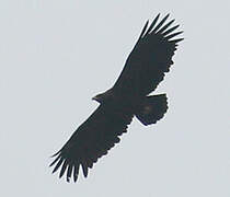 Greater Spotted Eagle