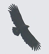 Aigle criard