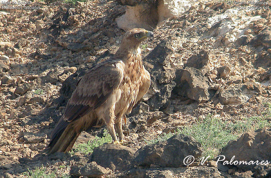 Aigle de Bonelli