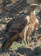 Bonelli's Eagle