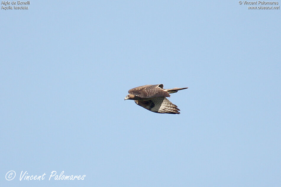 Aigle de Bonelli2ème année