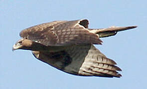 Bonelli's Eagle