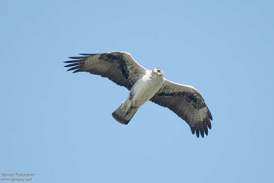 Aigle de Bonelliadulte, identification, Vol