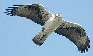 Bonelli's Eagle