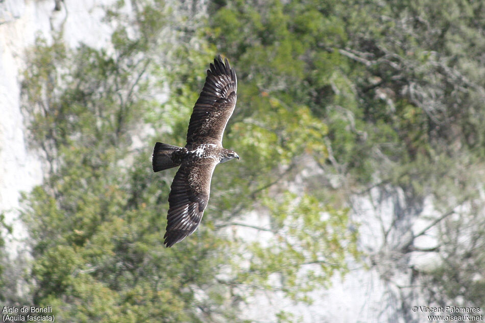 Aigle de Bonelliadulte