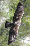 Bonelli's Eagle