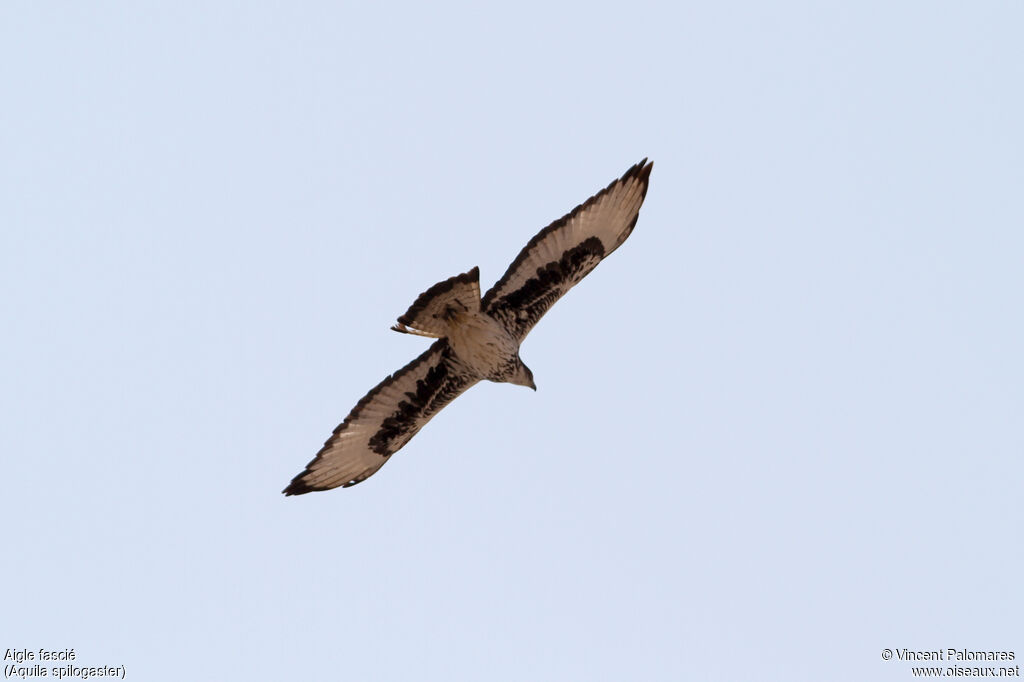 Aigle fasciéadulte, Vol