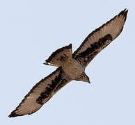 African Hawk-Eagle