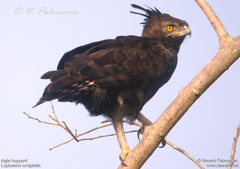 Long-crested Eagle