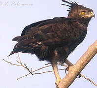 Long-crested Eagle