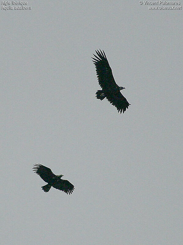 Spanish Imperial Eagle